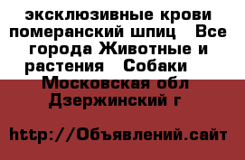 эксклюзивные крови-померанский шпиц - Все города Животные и растения » Собаки   . Московская обл.,Дзержинский г.